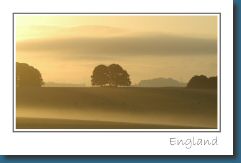 Postkarte England Baum b.jpg